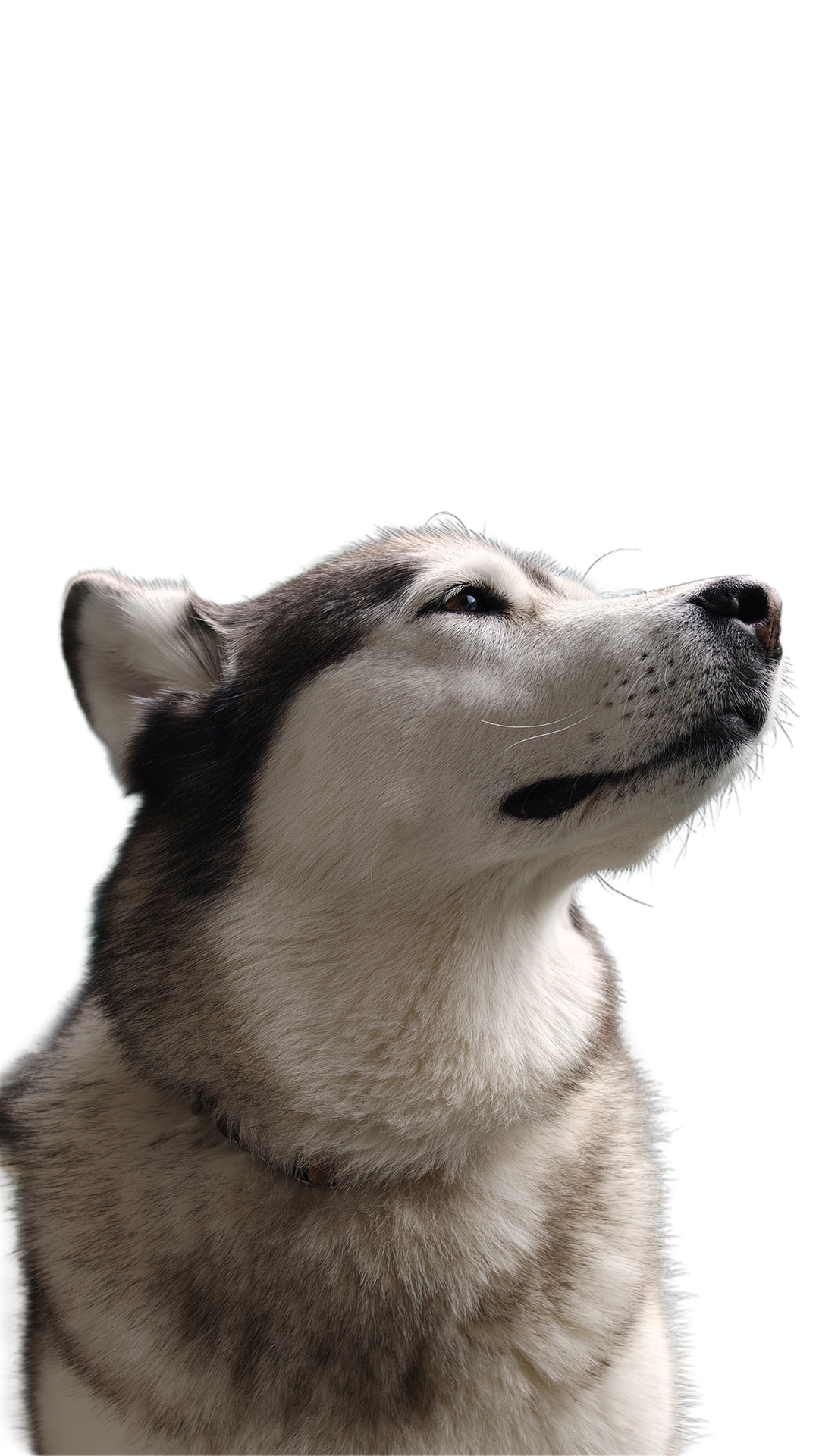 Nala, la inspiración de REVO